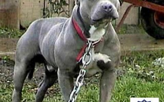 American PitBull Terrier 2